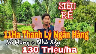 11Ha SIÊU RẺ SỔ HỒNG THANH LÝ NGÂN HÀNG Chỉ 130 Triệu 1ha tổng 11ha đất đỏ Bazan bằng đẹp tiêu cafe [upl. by Vitia150]