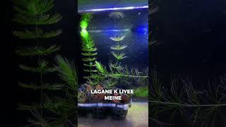 Worst aquarium light shorts sorts aquariumlight fish hornworth algae tanksetup [upl. by Ynatsyd]