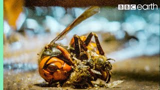 Bees Kill A Giant Hornet With Heat  Buddha Bees and The Giant Hornet Queen  BBC Earth [upl. by Crofoot]