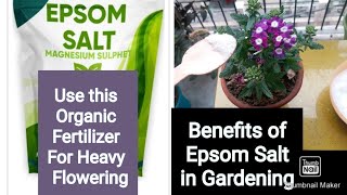 what is Epsom Salt  How to use for plants  English evergreen garden [upl. by Friedlander]