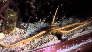 Creepy Brittle Star [upl. by Hadwyn]