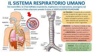 IL SISTEMA RESPIRATORIO UMANO [upl. by Nahama]