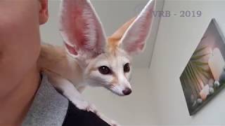 Fennec Fox Falls Asleep on my Shoulders [upl. by Bac]