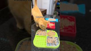 Clementine 🍊 is a relentless menace 😹 orangecat catthings lifewithcats funnycatvideos kitten [upl. by Worlock]