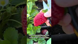 Tending to our raised bed of strawberries growyourownfood raisedbedgarden minifarm harvest [upl. by Hannan]