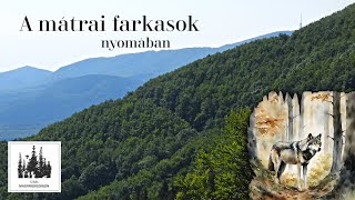 Farkasok nyomában a Mátrában [upl. by Osnerol289]