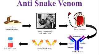 What is Anti Snake Venom Serum  Anti Snake Venom  Snake Bite Treatment  ASVS [upl. by Arnie]