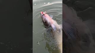 😱 Dieser FISCH frisst Alles auf ‼️ fishing raubfischangeln shorts [upl. by Dnalon]