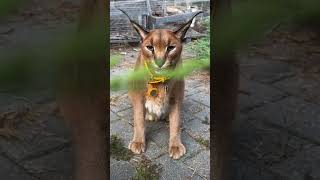 Kim Mộc Thủy Floppa  Pumba Caracal  LMP 2024 lamminhpass youtube music caracalpumba [upl. by Volotta]