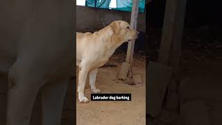 Labrador dog barking clip labrador shortvideo viralvideo sheru dog ytshorts doglover [upl. by Aneres]