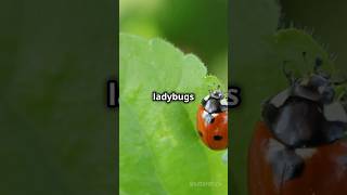 The Fascinating Life of Ladybirdsytshorts [upl. by Iam]