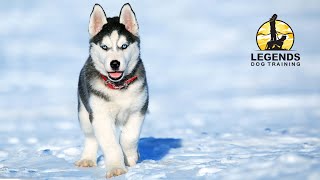 Siberian Husky Puppy Leash Training [upl. by Einnahpets]