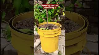 Rubber Fig plant Care PlantsCareing ☘️shortvideo plantvlog [upl. by Eadwine]