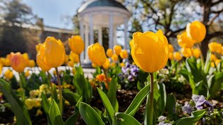 UNCChapel Hill Board of Trustees Special Meeting  April 14 2020 [upl. by Rosemari]