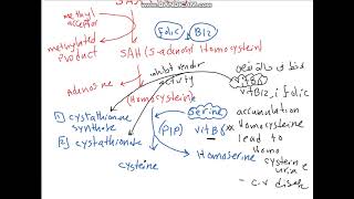 Methionine amino acid [upl. by Atinahs]