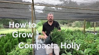 How to grow Compacta Hollies with detailed description [upl. by Lledrev]