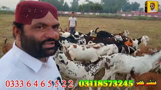 beetal shera nagra bakriyan at bismillah Goat Farm goat farming in Pakistan makhi cheeni goats [upl. by Volny]