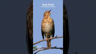 Song Thrush singing a dawn chorus  Bird Sounds shorts [upl. by Ylrae]