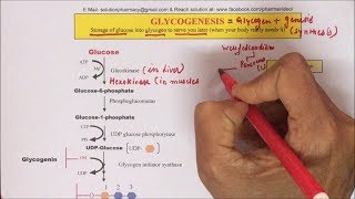 Glycogenesis  Glycogen Synthesis Pathway Part02  Synthesis of Glycogen  ग्लाइकोजन कैसे बनता है [upl. by Lisan538]