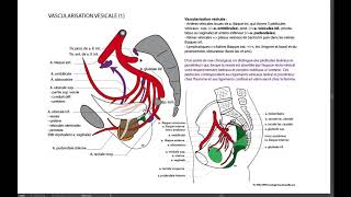 3 VESSIE VASCULARISATION 1 [upl. by Morrissey]