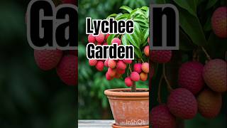 Lychee gardening new technic lychee healthyfruit nature fruitlover shorts viralvideo trending [upl. by Megdal]