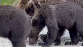 Brown Bears Ursus Carnivorous [upl. by Nirehtak]