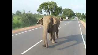 elephant attack habarana sri lankaMOV [upl. by Elocyn987]