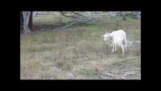 BOWHUNTING GOATINSTANT KILLaustralia [upl. by Cordeelia442]