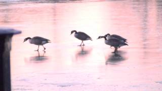 Canada Geese on ice making a strange noise [upl. by Kawasaki]