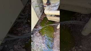 Pool Filter Filled with Green Water After an Algae Bloom poolcleaning algae gross [upl. by Zilber]