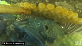 Hear a plainfin midshipman fish growl  Science News [upl. by Nagorb]