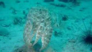 Cuttlefish dance [upl. by Nate]