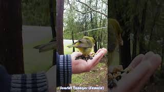 Scarlet Tanager Female shorts birdslover birds handfeeding birding wildlife [upl. by Standush179]