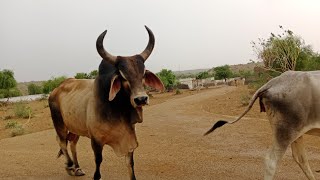 Male Cowبقرة viralvideo animals [upl. by Kenrick]