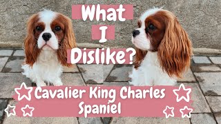 What I Dislike About My Cavalier King Charles Spaniel [upl. by Nosilla93]