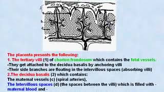 32 General Embryology Structure of the Placenta [upl. by Ynnaffit]