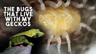 GIANT ISOPODS amp CENTIPEDES My Geckos Clean Up Crew [upl. by Arabel]