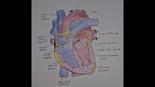 Anatomía del corazón 3°ESO IES Trayamar [upl. by Joannes578]