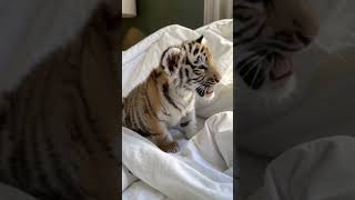 Adorable Baby Tiger Playing and Melting Hearts [upl. by Ardnahsal912]