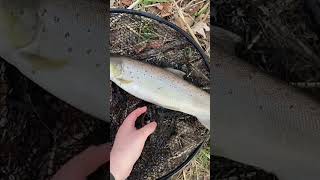 Wisconsin brown trout 2024 [upl. by Sihonn440]