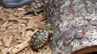 Baby Giant South African Leopard tortoise taking a stroll Pardalis Pardalis [upl. by Adriano552]