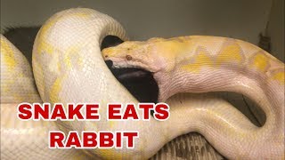 Reticulated Python Live FEEDING [upl. by Negem]