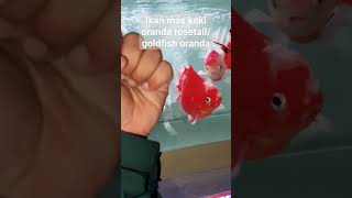 goldfish oranda sakura ikan mas koki oranda rosetail jumbo ikanhias fyp goldfish ikanmaskoi [upl. by Auhesoj]