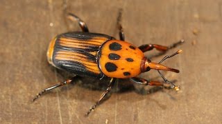 Justin Whittle  Farming of the Red Palm Weevil [upl. by Haizek]