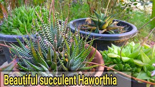 How to care haworthia plant  कैसे करे देखभाल haworthia ki [upl. by Biron]