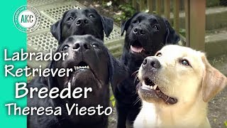 I am a Breeder  Theresa Viesto  Labrador Retrievers [upl. by Morrissey]