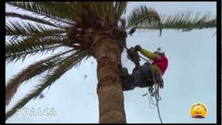 TALA CONTROLADA DE DOS PHOENIX CANARIENSIS [upl. by Mayor494]