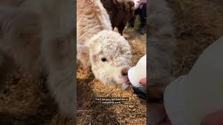 Bottle feeding my baby mini cows cow minicow babyanimals [upl. by Ot]