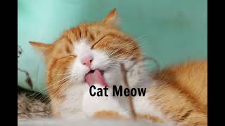 Cat Meow Sound effect [upl. by Onateyac664]