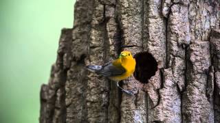 Prothonotary Warbler Nest [upl. by Ahsilla13]